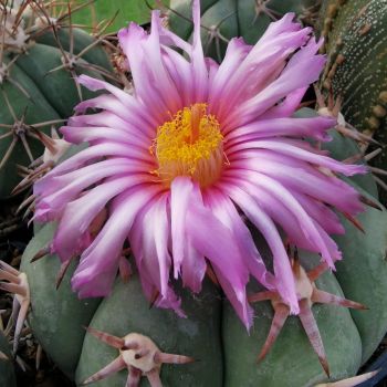 Echinocactus horizonthalonius cv. Sirotoge Suiheimaru